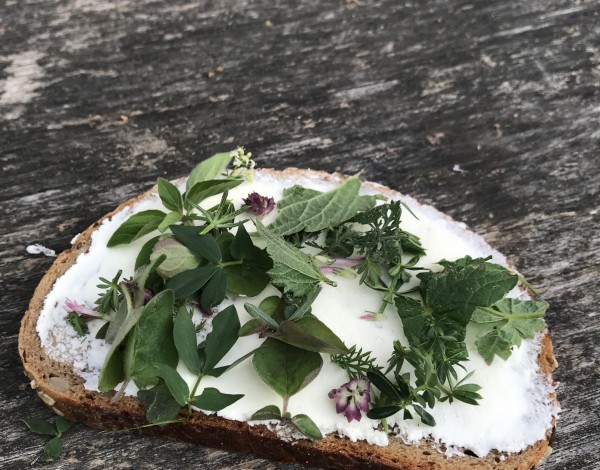 Geführte Wanderung &quotEssbare Wildkräuter" in Bad Schandau