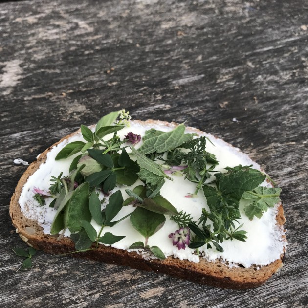 Geführte Wanderung &quotEssbare Wildkräuter" in Bad Schandau